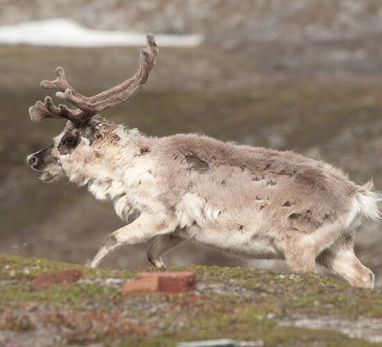 Südspitzbergen & Bäreninsel Explorer © Nordspitzbergen